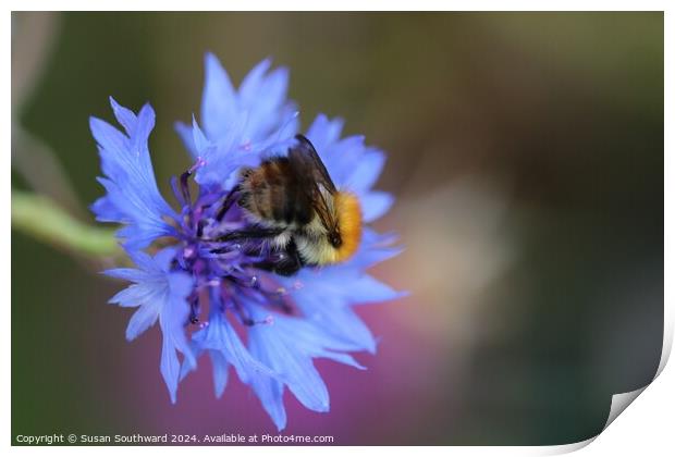 Beauty and the bee Print by Susan Southward