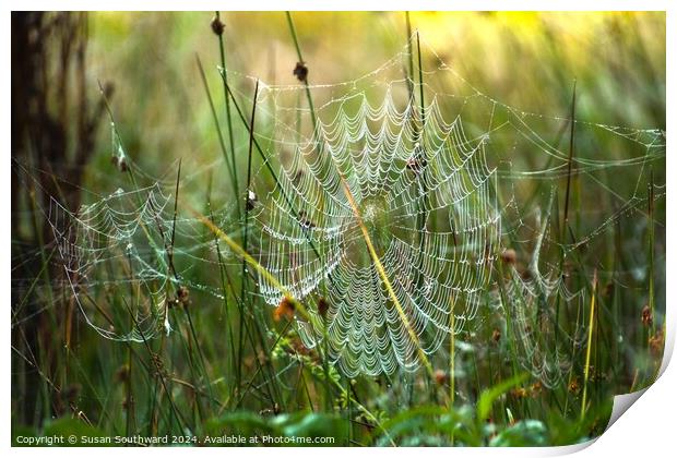 Webs of Deception Print by Susan Southward