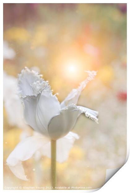 Dusty White Tulip Flower Print by Stephen Young