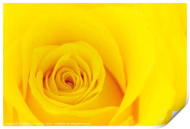 Yellow Rose Print by Stephen Young