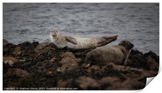 Common Seal - Harbour Seal Print by Stephen Young