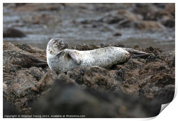 Common Seal - Harbour Seal Print by Stephen Young