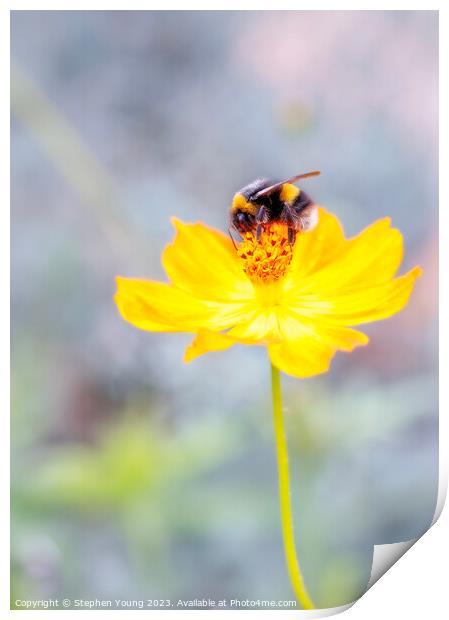Bee on Flower Print by Stephen Young