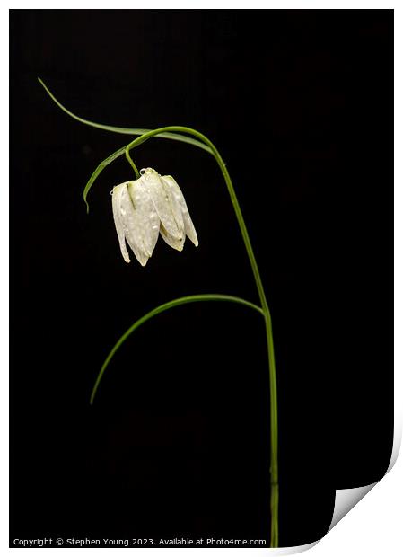 Nature's Drama: Fritillaria on Black Print by Stephen Young