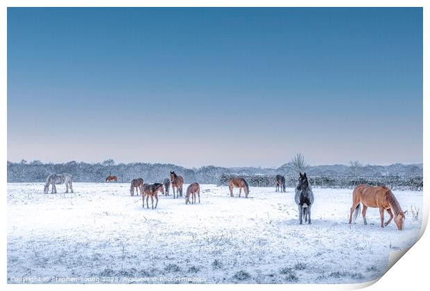 Winter's Grace: Horses Grazing in the Snow Print by Stephen Young