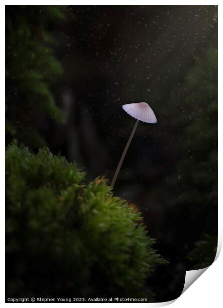 Mystical Forest Moments: Old English Woodland Mushroom Print by Stephen Young