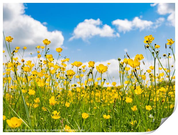 Buttercups in the Meadow 1 Print by Anthony Moore