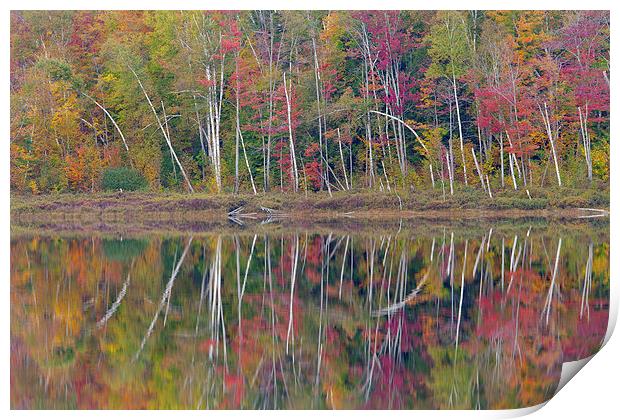 Round Pond Reflection, Adirondacks Print by David Roossien