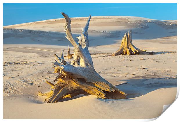 Ancient Trees, Lake Michigan Print by David Roossien