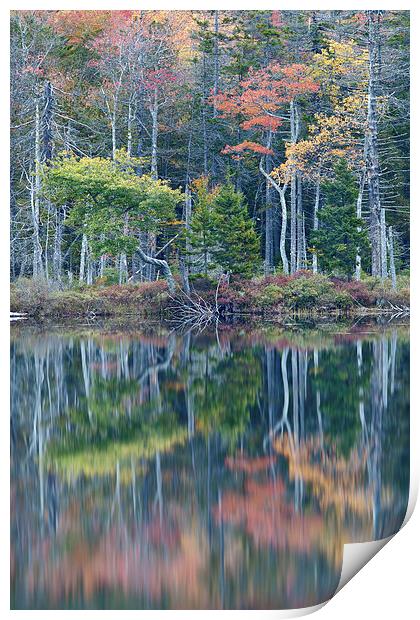 Reflection, Maine Print by David Roossien