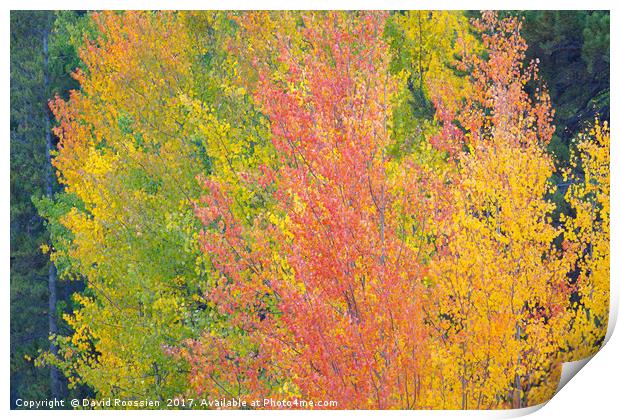 Nederland Colors, Colorado, USA Print by David Roossien