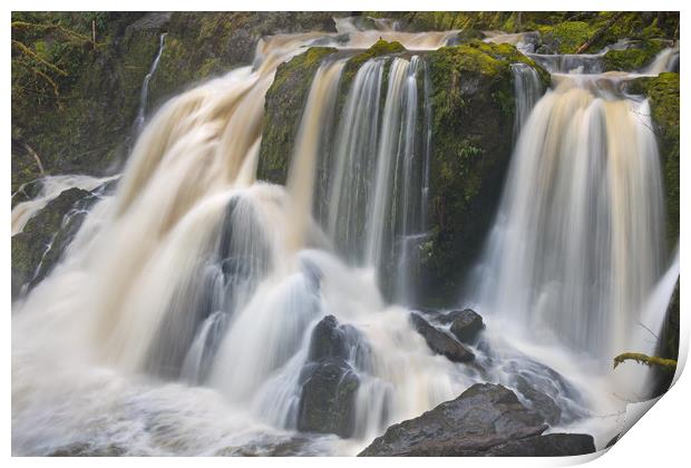 American Dipper atop Little Mashel Falls Print by David Roossien