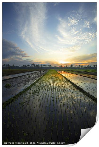 Sunset Java Indonesian farmer growing rice crops Asia Print by Spotmatik 
