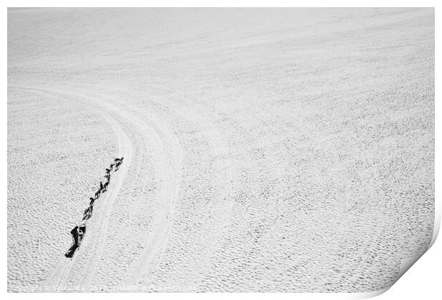 Aerial view sledging dog handler Chugach mountains America Print by Spotmatik 