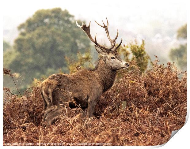 Red Stag: Sovereign of the Wilderness Print by Stephen Thomas Photography 