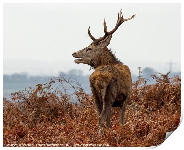 Rutting Stag's Commanding Presence Print by Stephen Thomas Photography 
