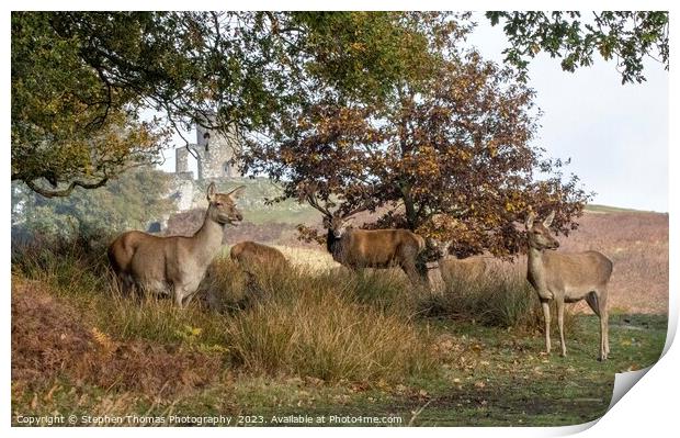 Red Stag's Mating Call in Leicestershire Print by Stephen Thomas Photography 
