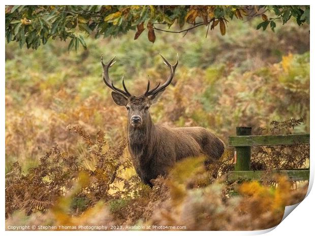 Rutting Season's Red Deer Stag Print by Stephen Thomas Photography 