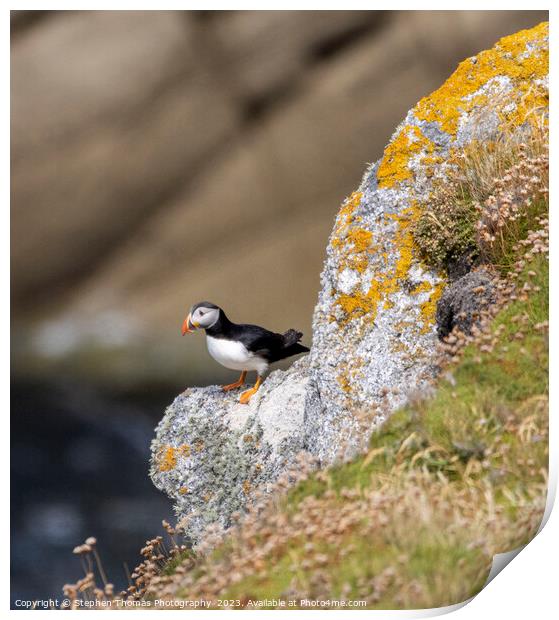 Intriguing Lundy Puffin Portrait Print by Stephen Thomas Photography 