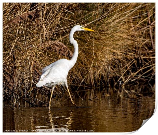 Spectacular Great White Egret in Wetlands Print by Stephen Thomas Photography 