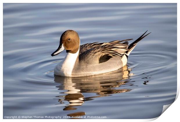 Pintail Drake Duck Making Ripples Print by Stephen Thomas Photography 