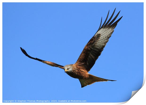 Majestic Red Kite Print by Stephen Thomas Photography 