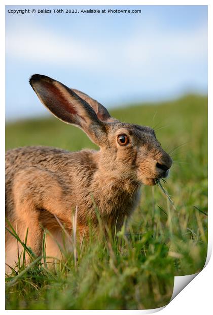 wild rabbit eating grass Print by Balázs Tóth