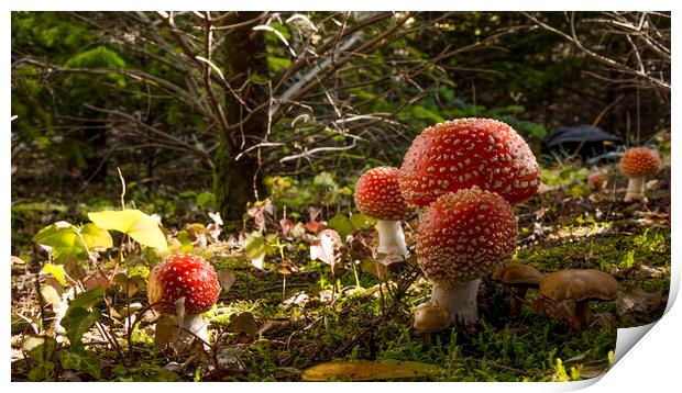 Mushrooms in the forest Print by Balázs Tóth