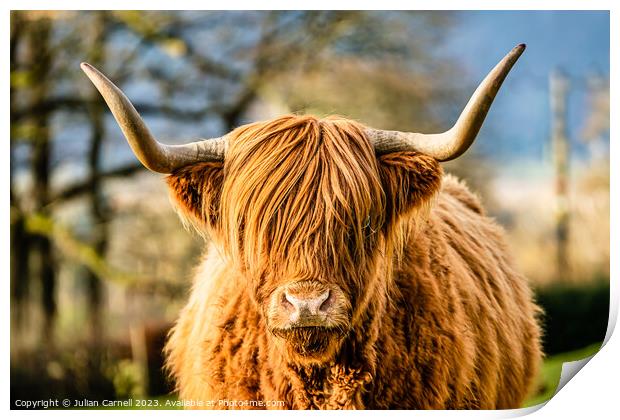 Highland Cow in the Lake District Print by Julian Carnell
