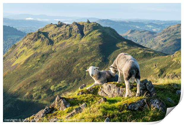 Herdwick sheep facing Helm Crag Grasmere Print by Julian Carnell