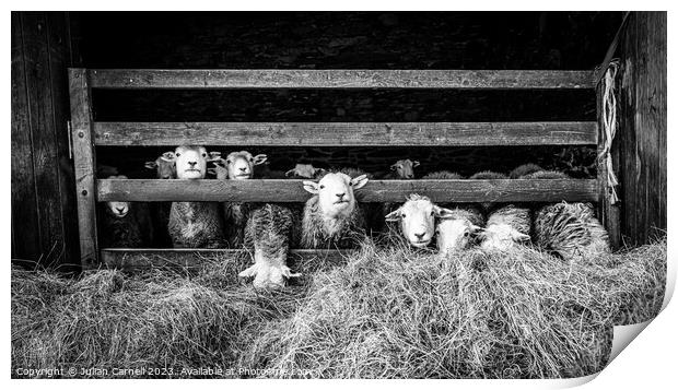 Herdwick sheep in barn Print by Julian Carnell