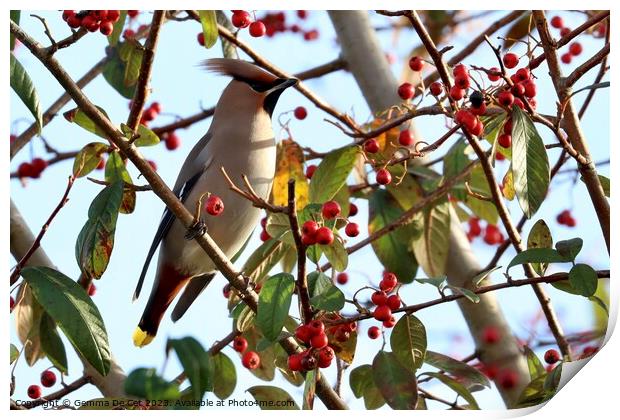 Bohemian Waxwing on a Cotoneaster Berry Tree Print by Gemma De Cet