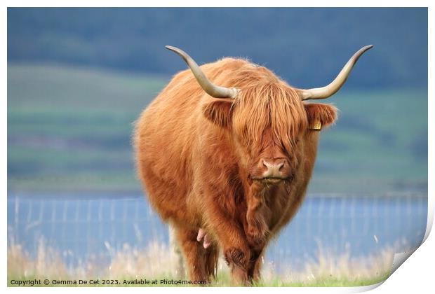 Brown highland cow Print by Gemma De Cet