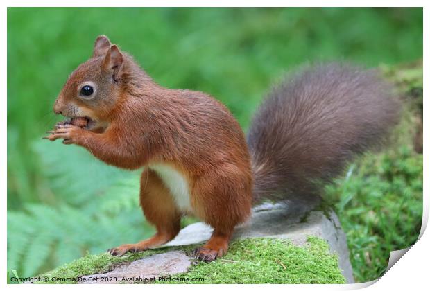 A red squirrel eating a hazelnut  Print by Gemma De Cet