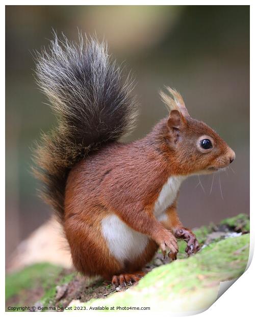 Red Squirrel Portrait  Print by Gemma De Cet