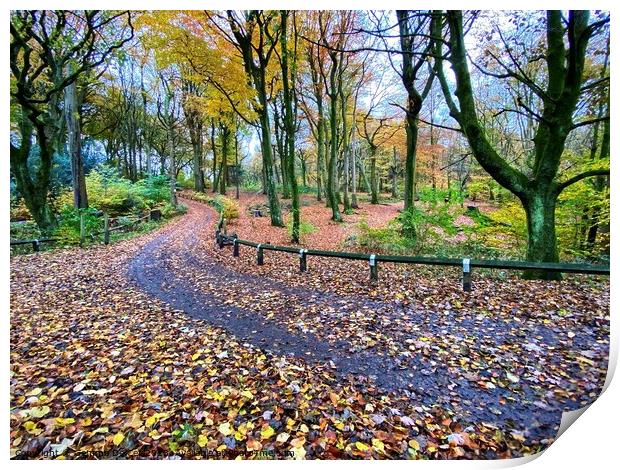 Winding path through Autumn Woodland Print by Gemma De Cet