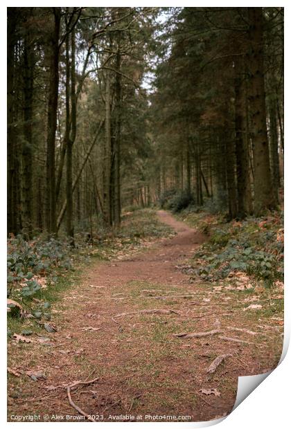 Path through the woods Print by Alex Brown