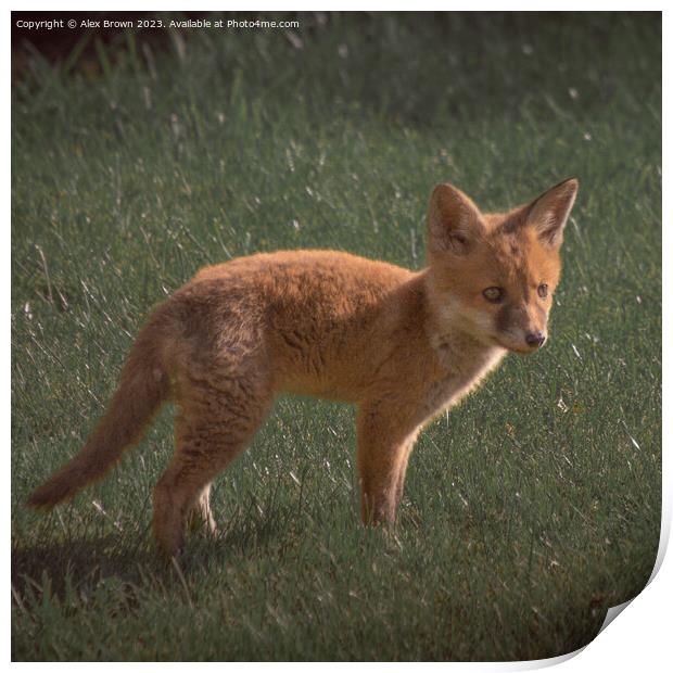 Foxy Print by Alex Brown