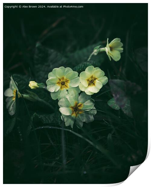 Collection of Pansies Print by Alex Brown