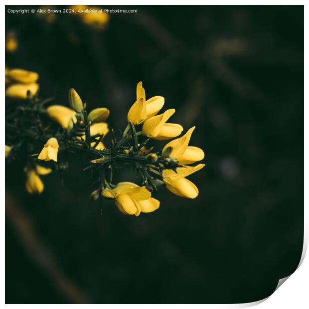 Yellow gorse flowers  Print by Alex Brown