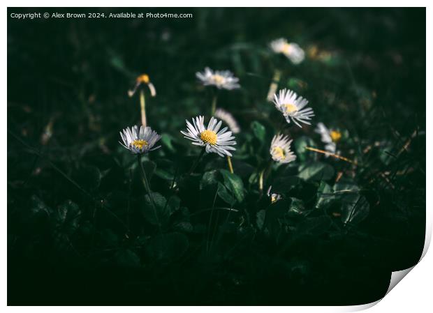 Daisy Collection Print by Alex Brown
