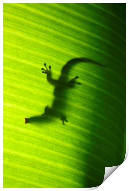 Seychelles small day gecko Print by Fabrizio Troiani