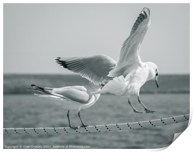 Seagulls. Print by Cristi Croitoru