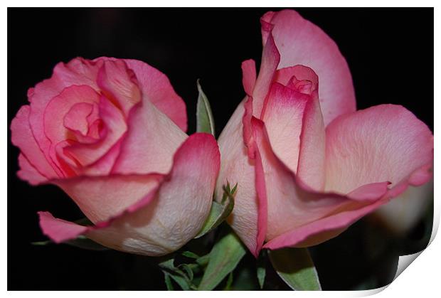 Two Pink Roses Print by Dorianne Austin