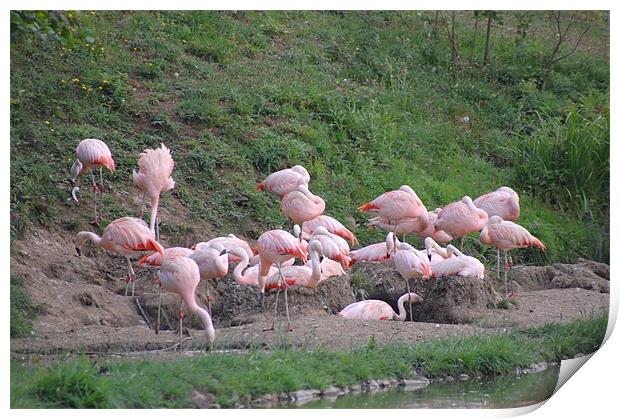 Flamingos. Print by Dorianne Austin