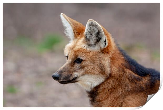 Maned Wolf Print by Steve Smith