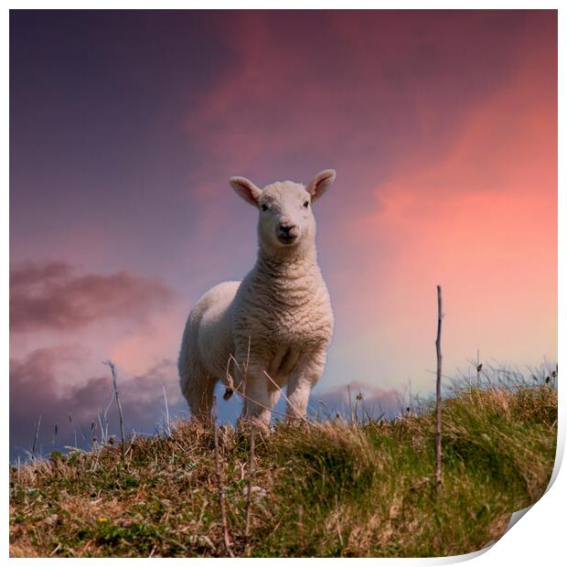 Hebridean Lamb Print by Steve Smith