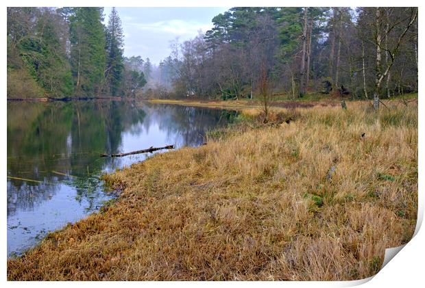 Tarn Hows Lake District Print by Steve Smith