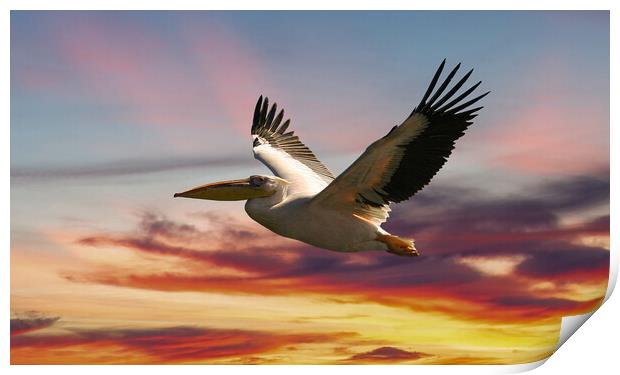 Majestic Pelican in Flight Print by Steve Smith