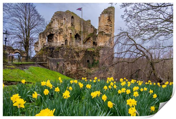 Knaresborough Castle Daffodils Print by Steve Smith